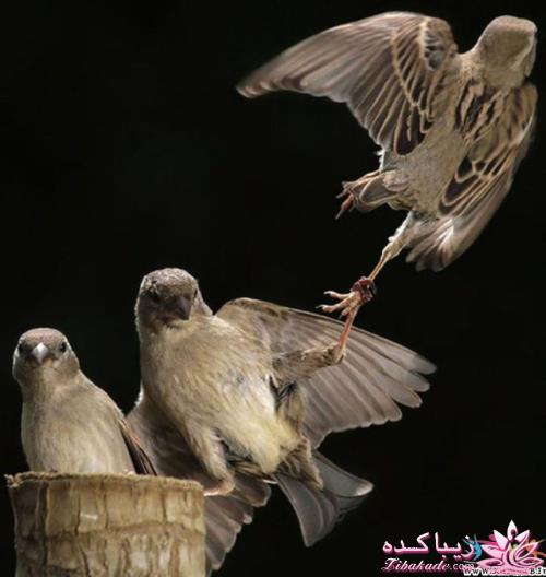 تصاویر دنیای حیوانات ( فرارو )